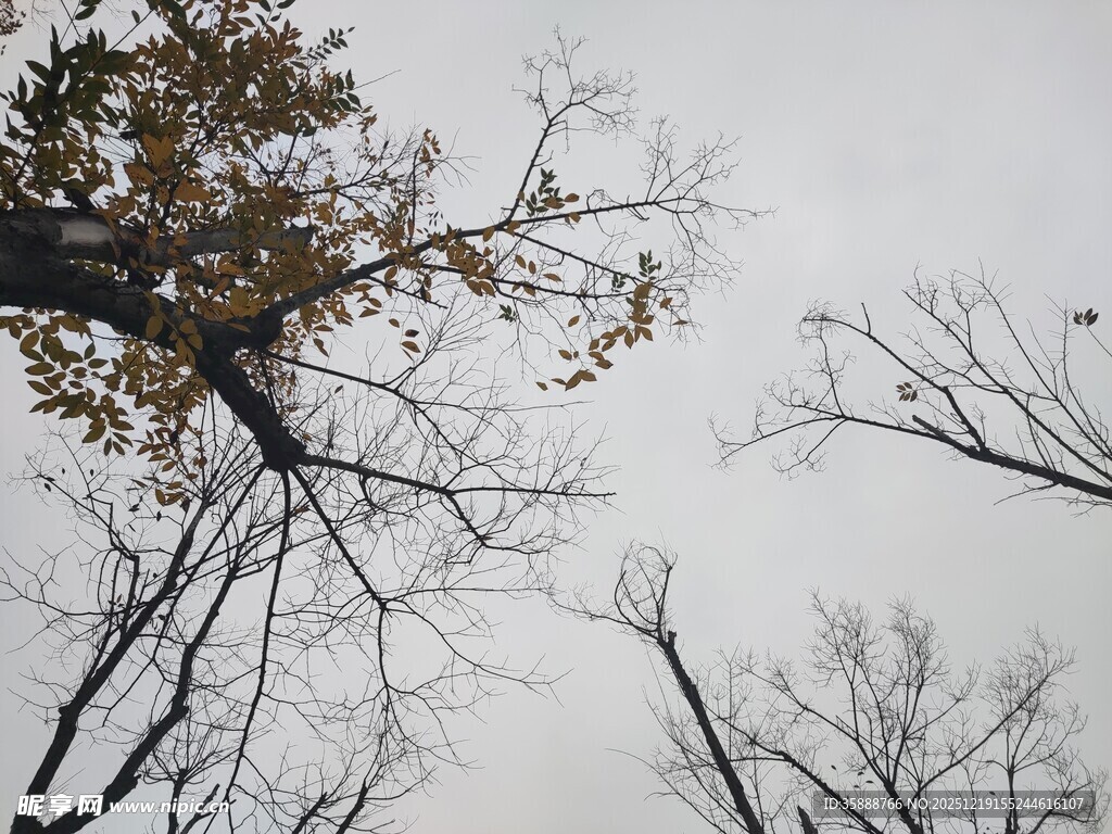 仰观枯枝与稀疏黄叶