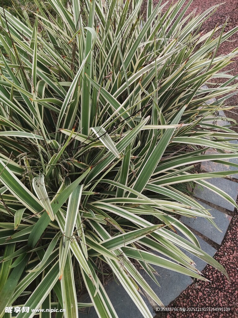 金边麦冬植物特写