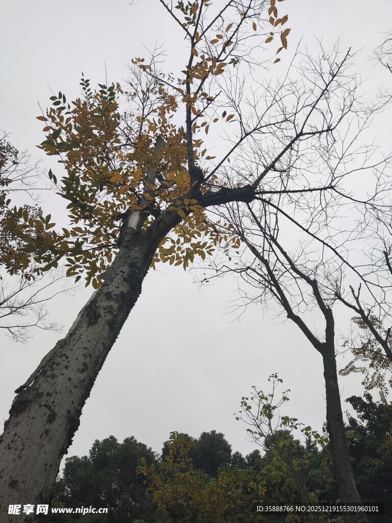 弯曲树干的黄叶树木