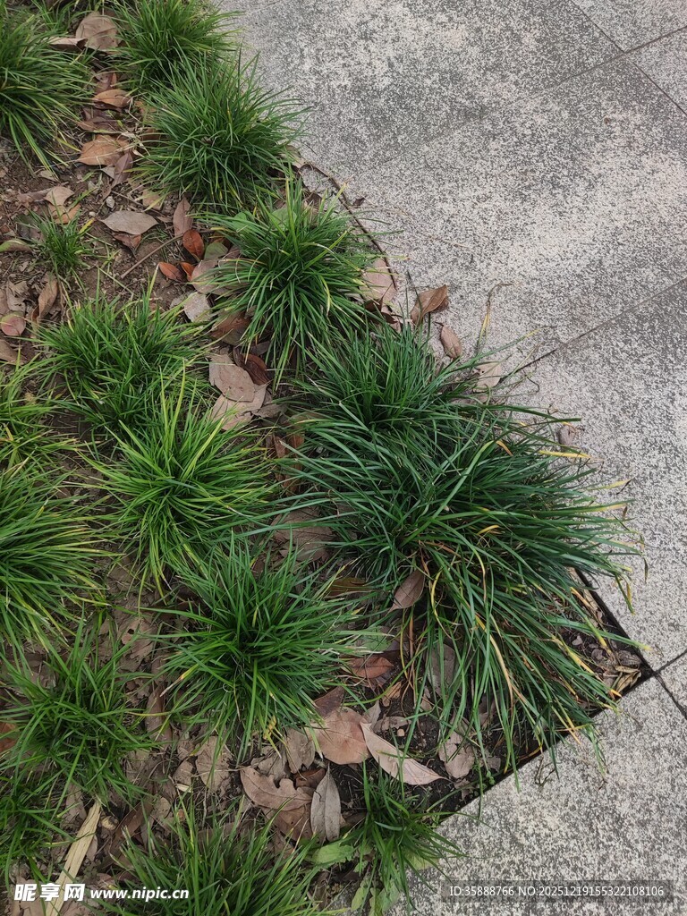 路边葱郁小草与碎石