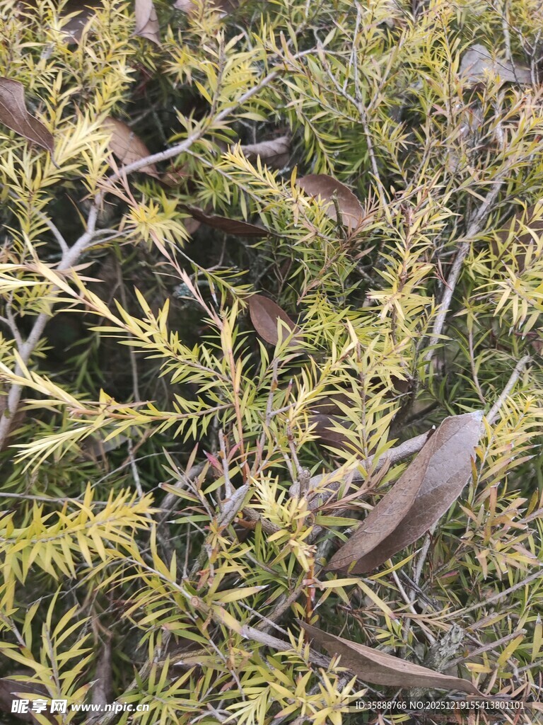 枝叶繁茂的绿色植物