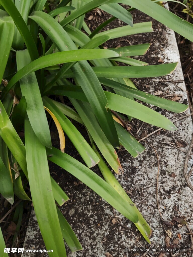 翠绿剑叶植物近景特写