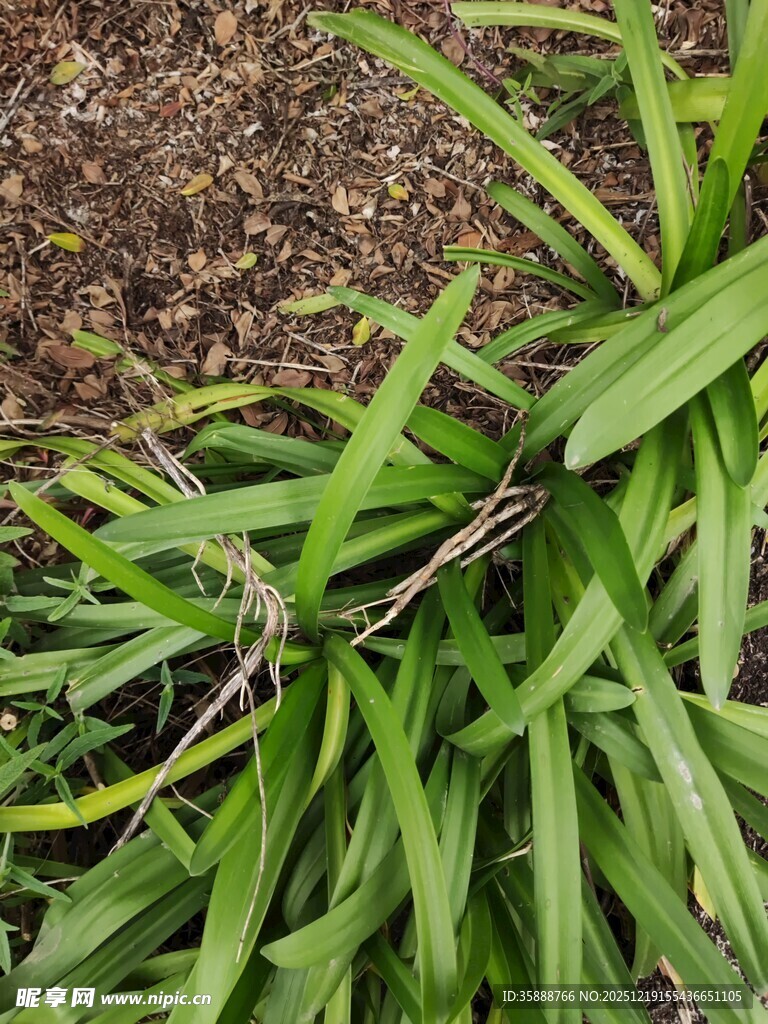 翠绿繁茂的长叶植物