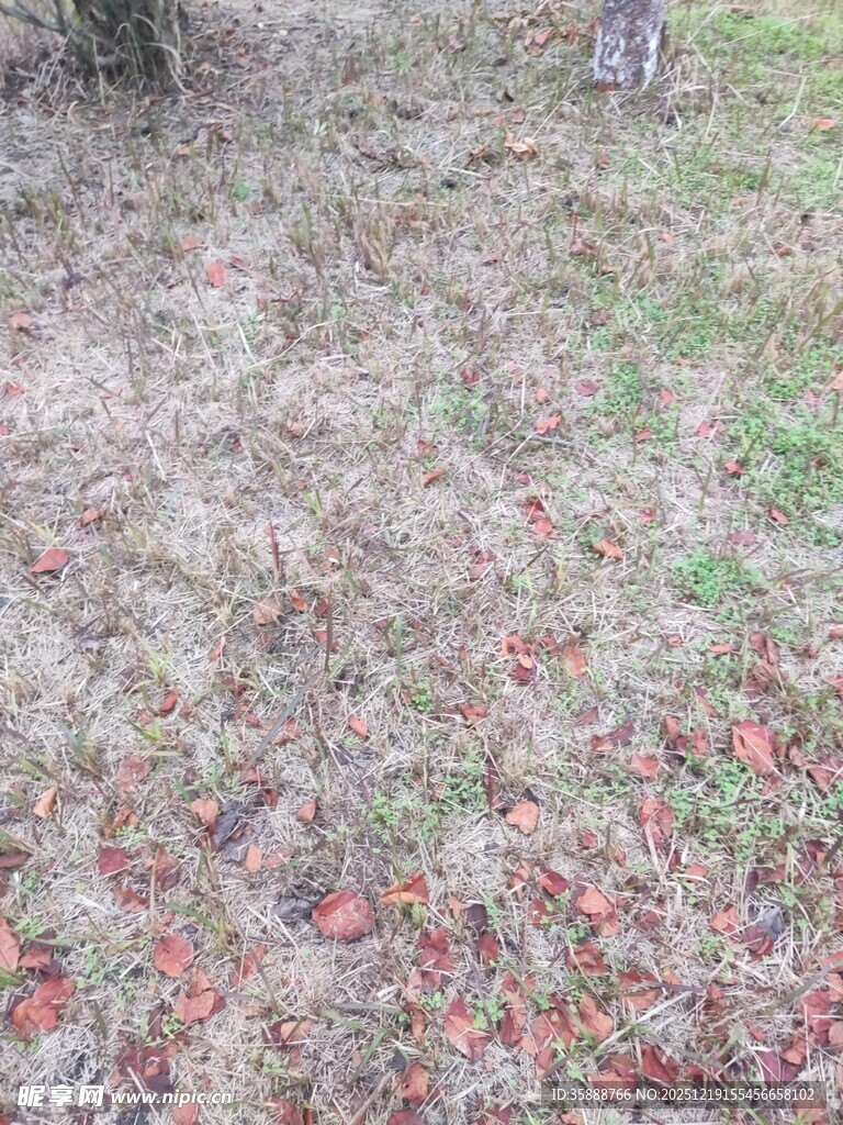 落叶覆盖的地面景象