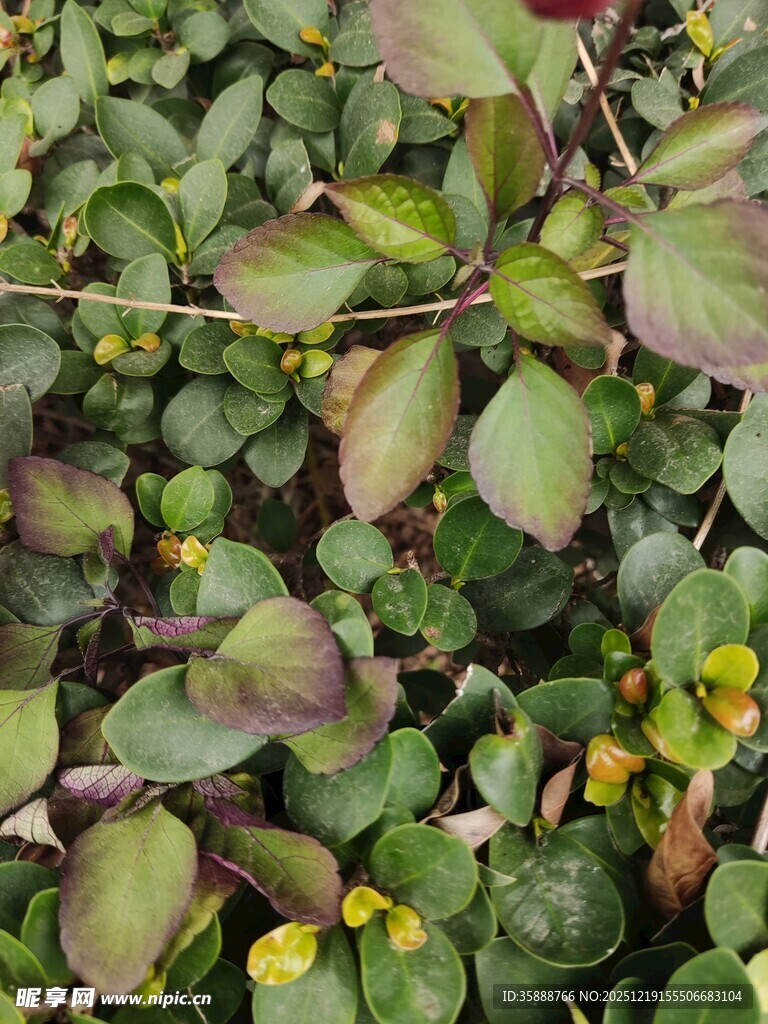 绿叶黄花植物特写