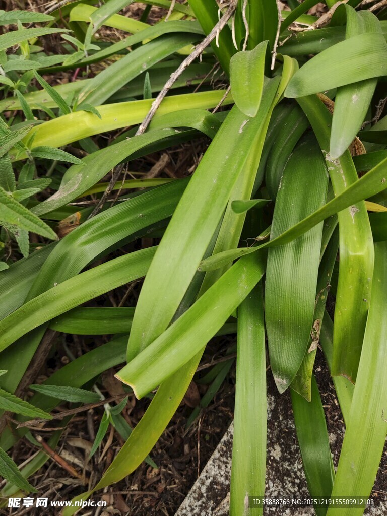 翠绿细长叶片植物特写