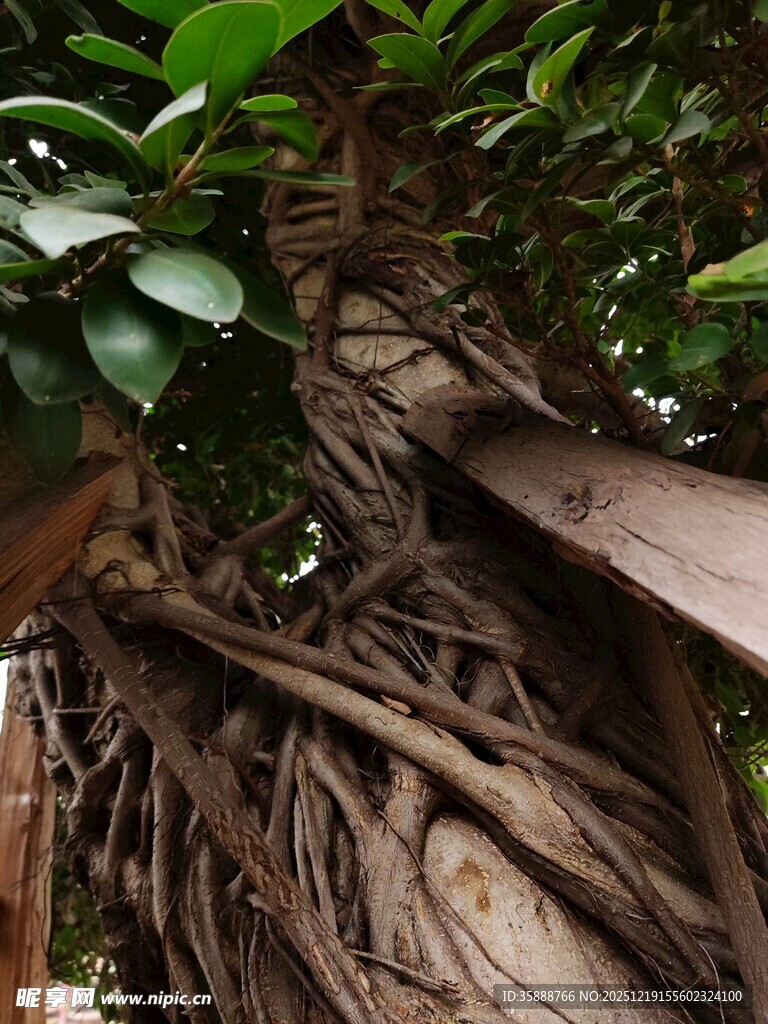 盘根错节的树根奇观