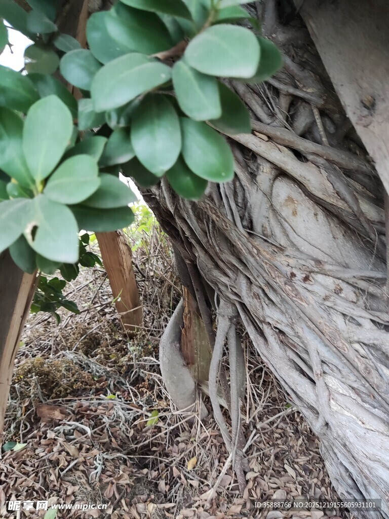 树干旁的翠绿多肉植物