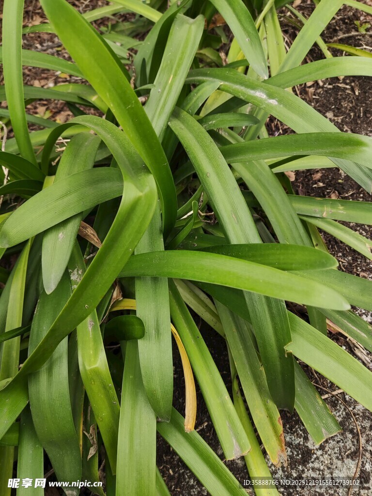 翠绿细长叶片的绿植