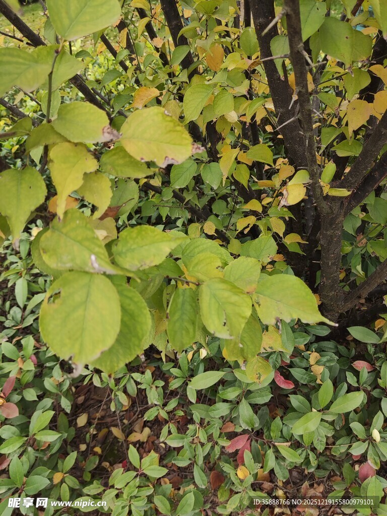 秋日林间绿叶植物景象