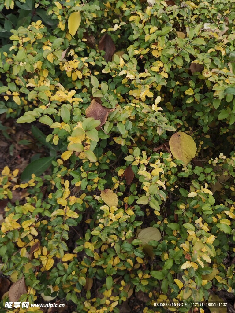 黄绿相间的繁茂植物