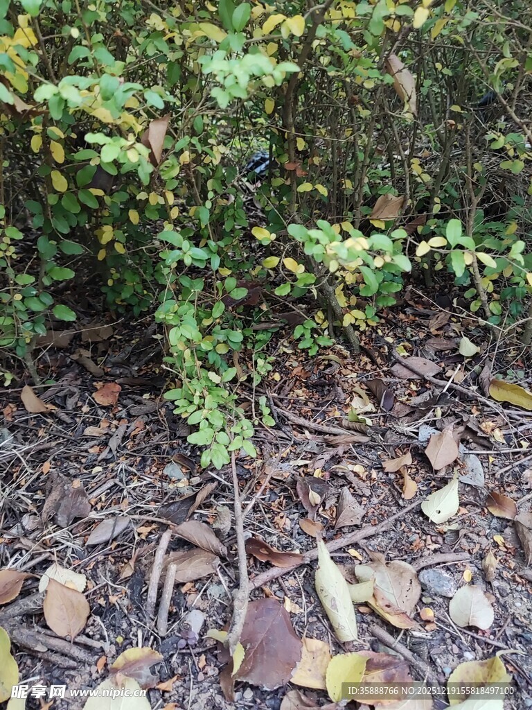 地面绿植与落叶景象