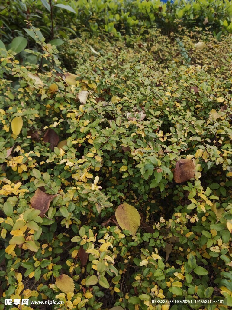 地面上的多彩植物景观