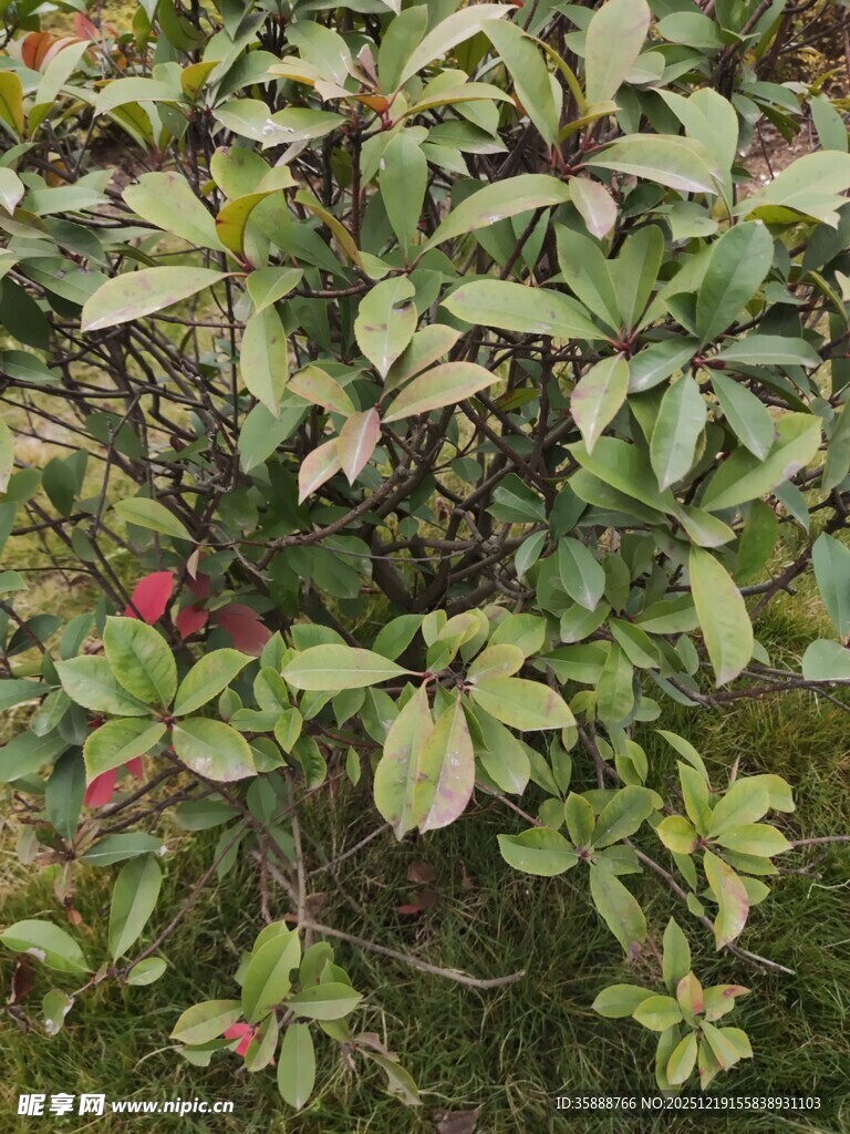 绿叶间的红色果实植物