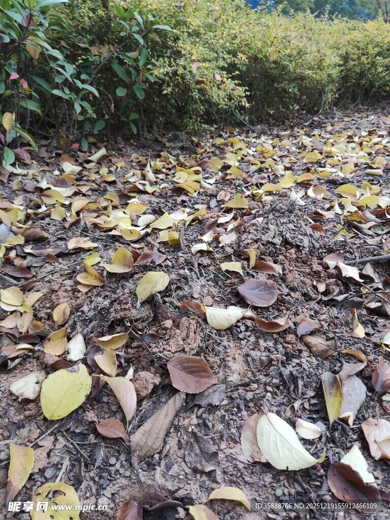 落叶铺就的静谧林间小径