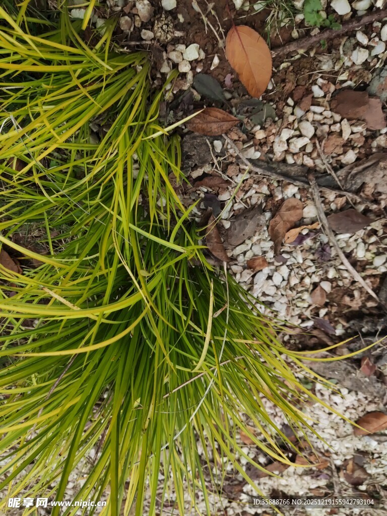 翠绿草丛与碎石景观