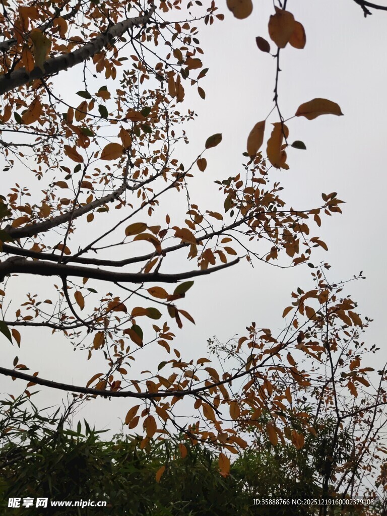 秋日枝头枯叶飘零