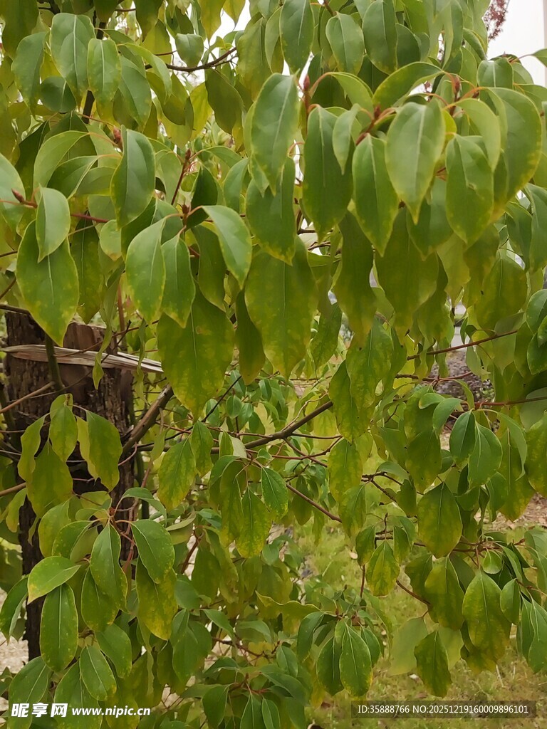 绿叶繁茂的树枝