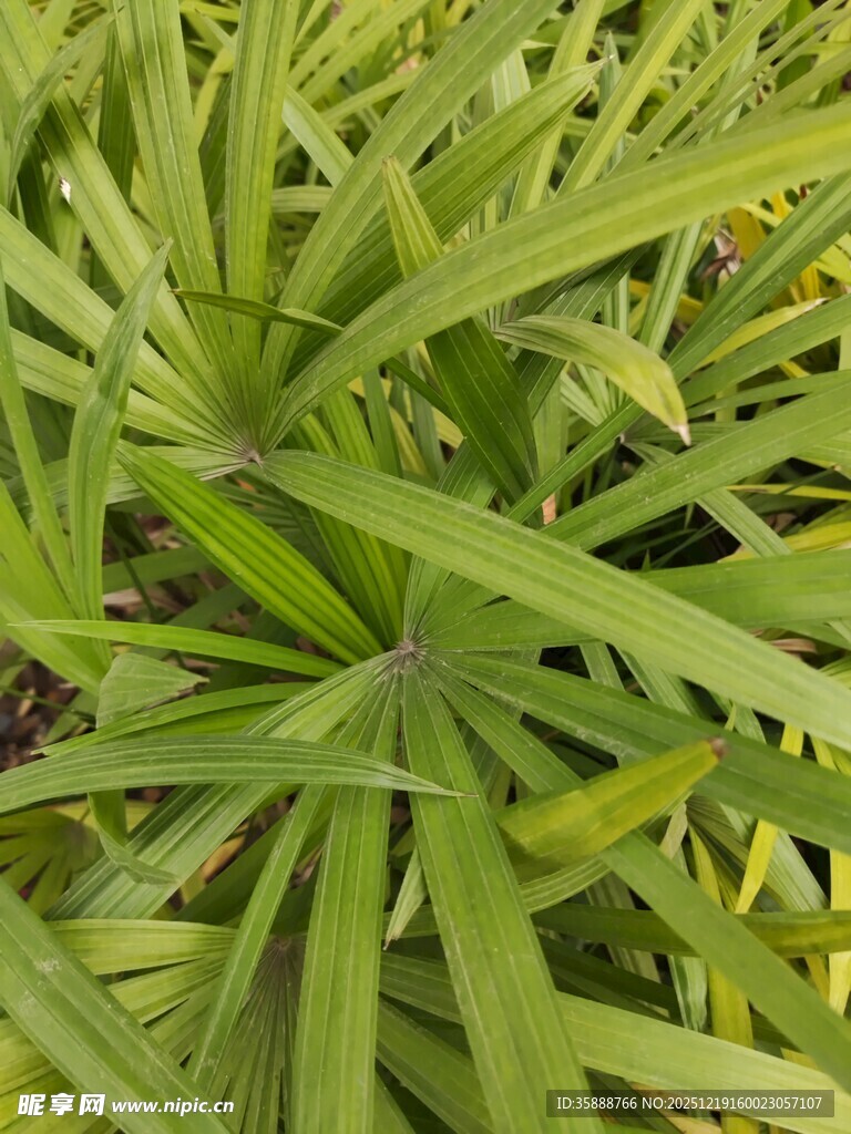 翠绿舒展的细长叶片植物