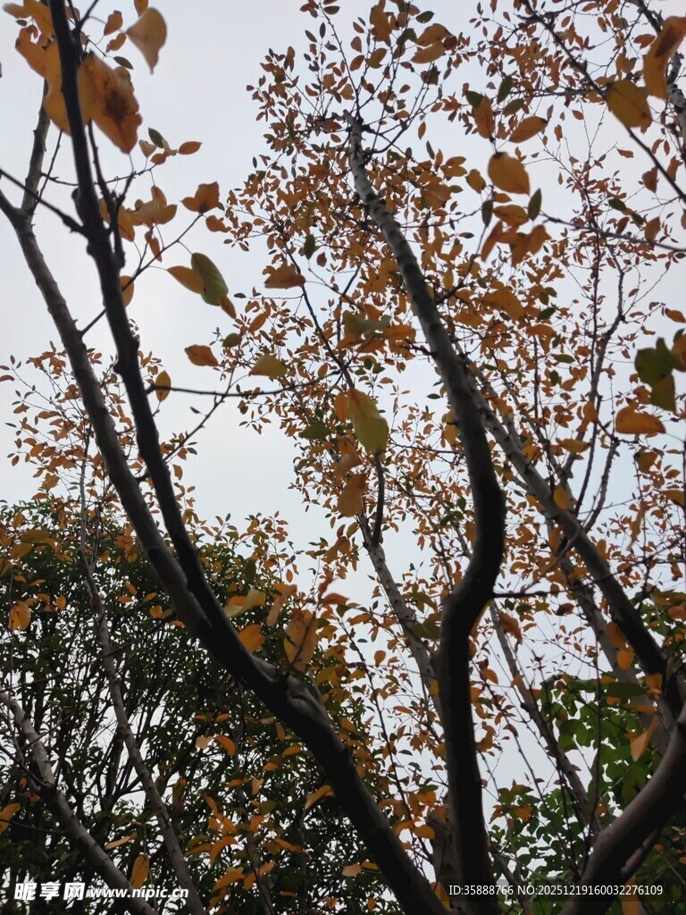 秋日林间树枝与斑驳树叶