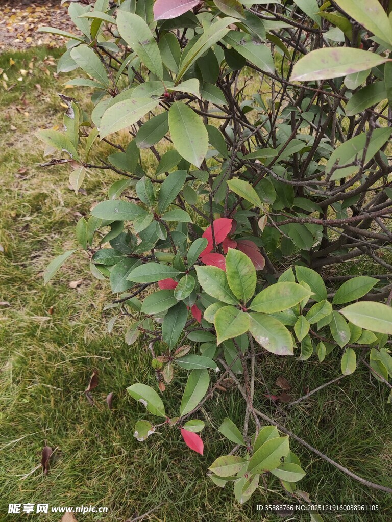 草丛中的艳丽红色花朵