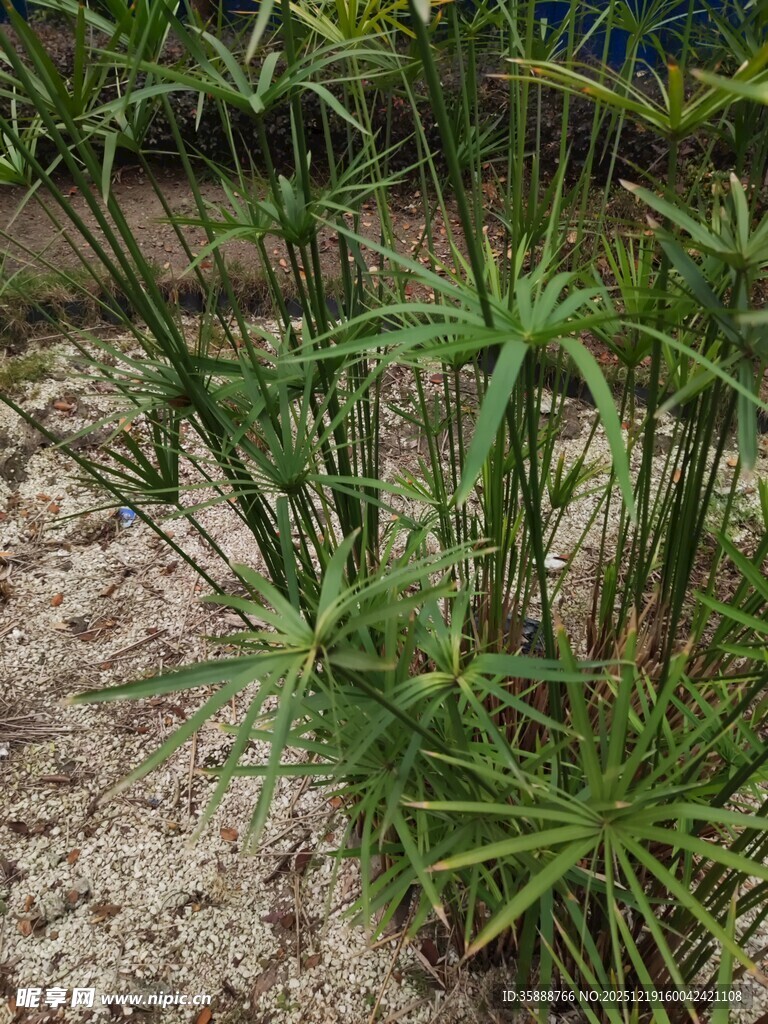 水边生长的绿色莎草植物