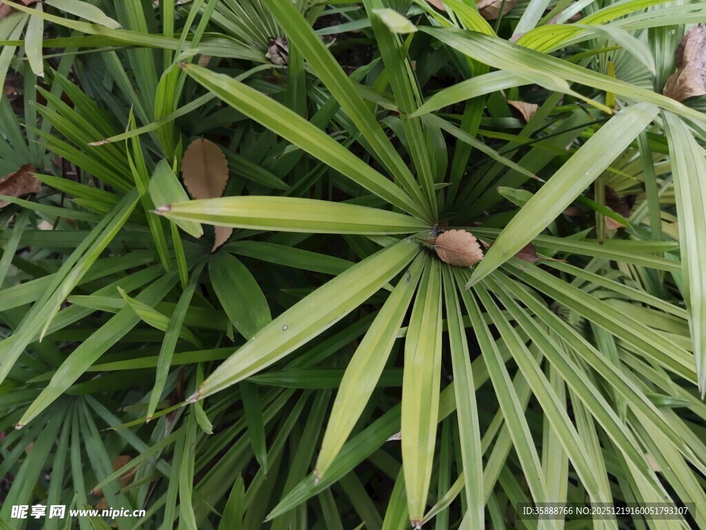 翠绿棕竹植物特写