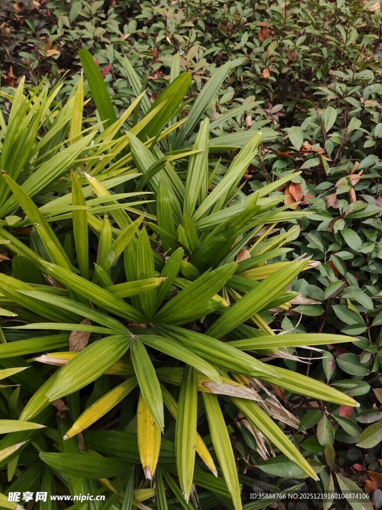 翠绿葱茏的丛生绿植