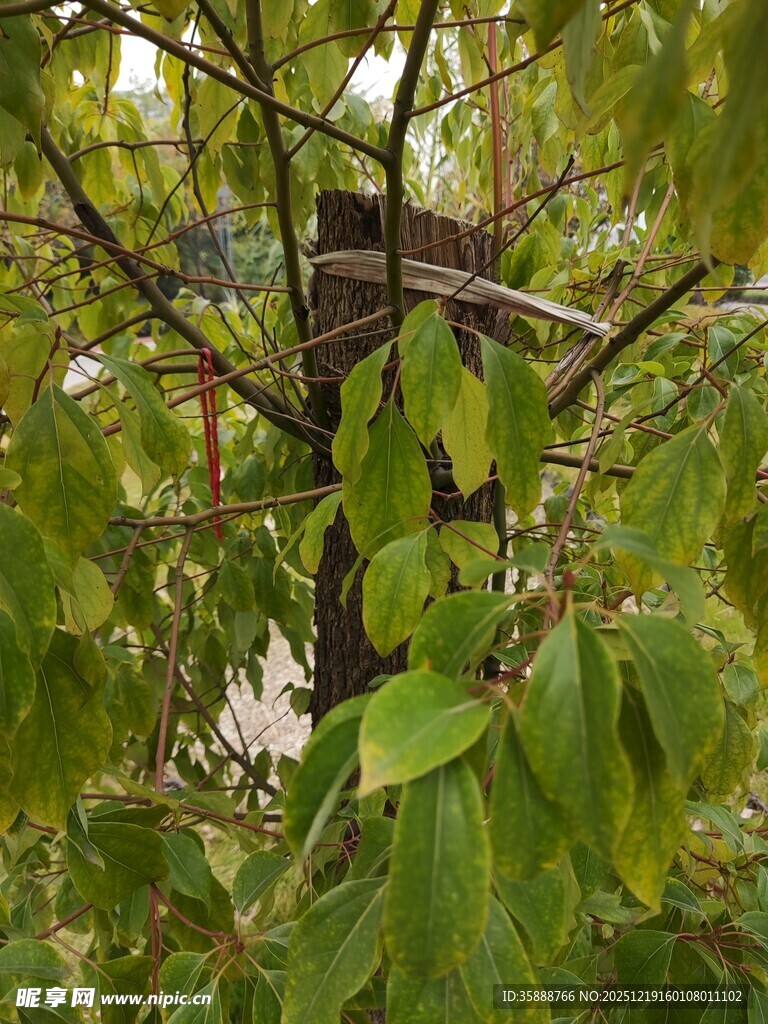 树上的鸟巢与繁茂绿叶