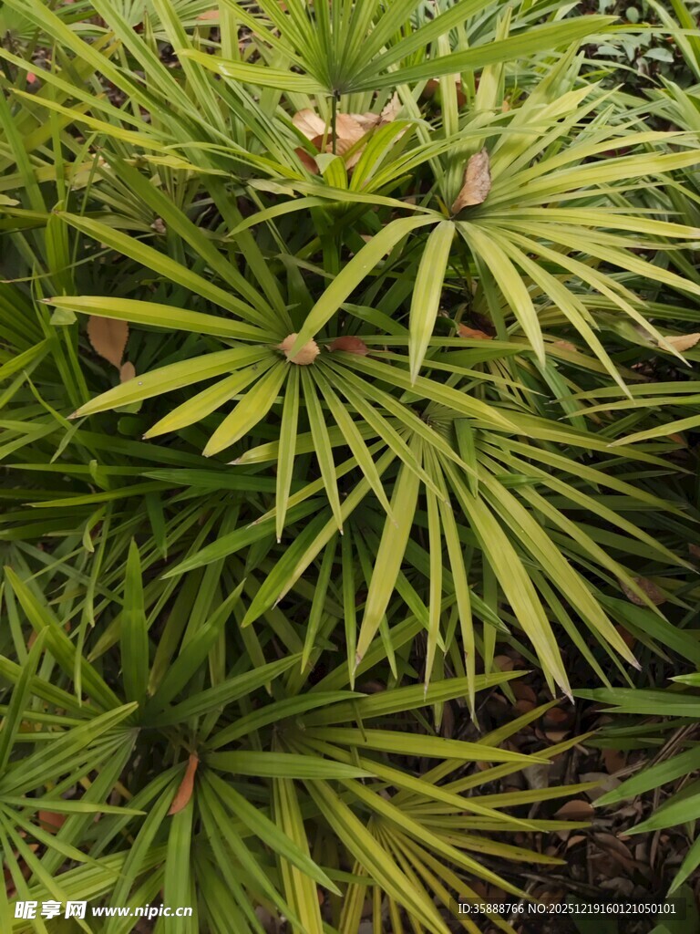 翠绿细长叶片的植物