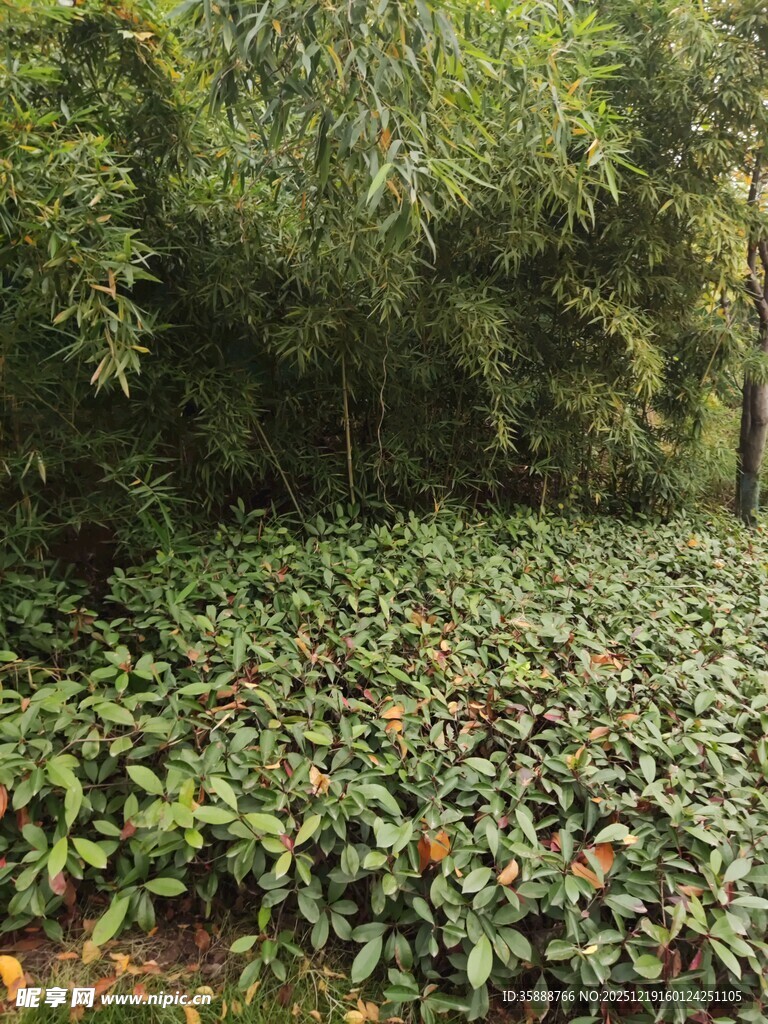茂密林下植物景观