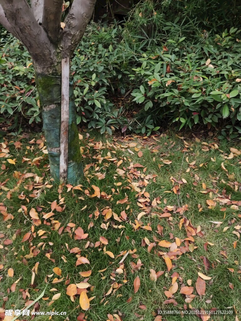 树下落叶铺就秋日景致