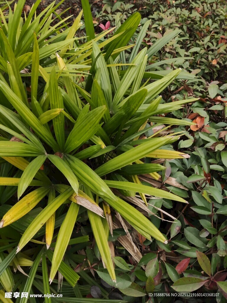 翠绿凤梨植物景观