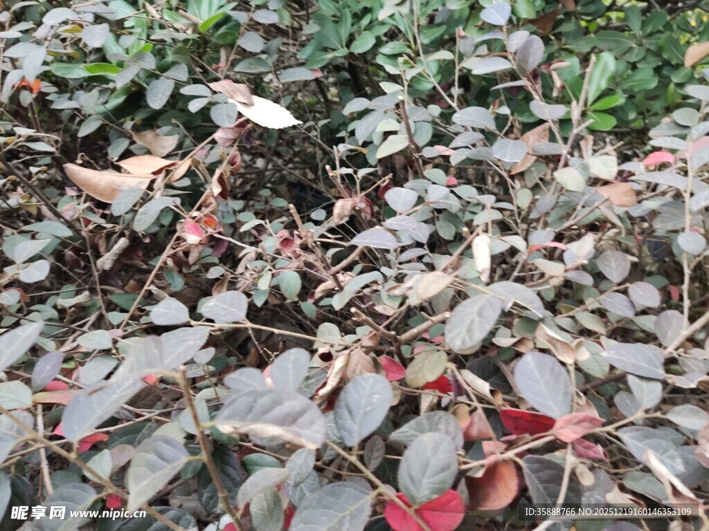 地面上的多彩落叶景象