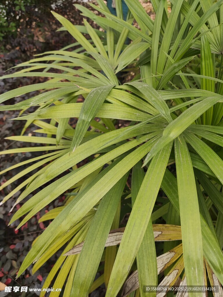 翠绿蒲葵叶片特写