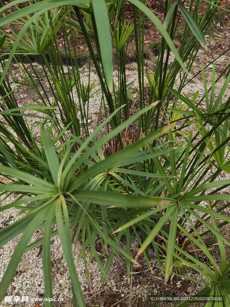 翠绿旱伞草植物特写
