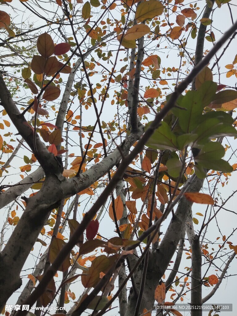 秋日树枝上的斑斓树叶