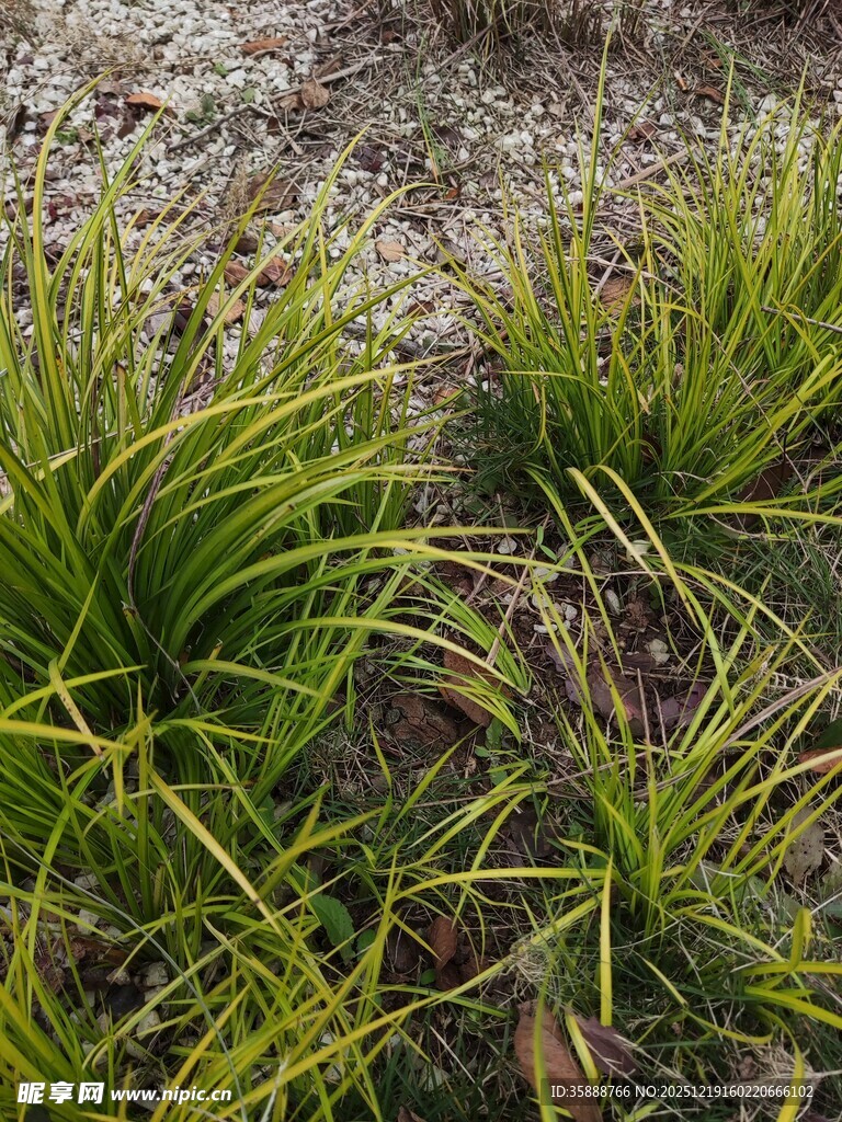 野外生长的翠绿丛生植物