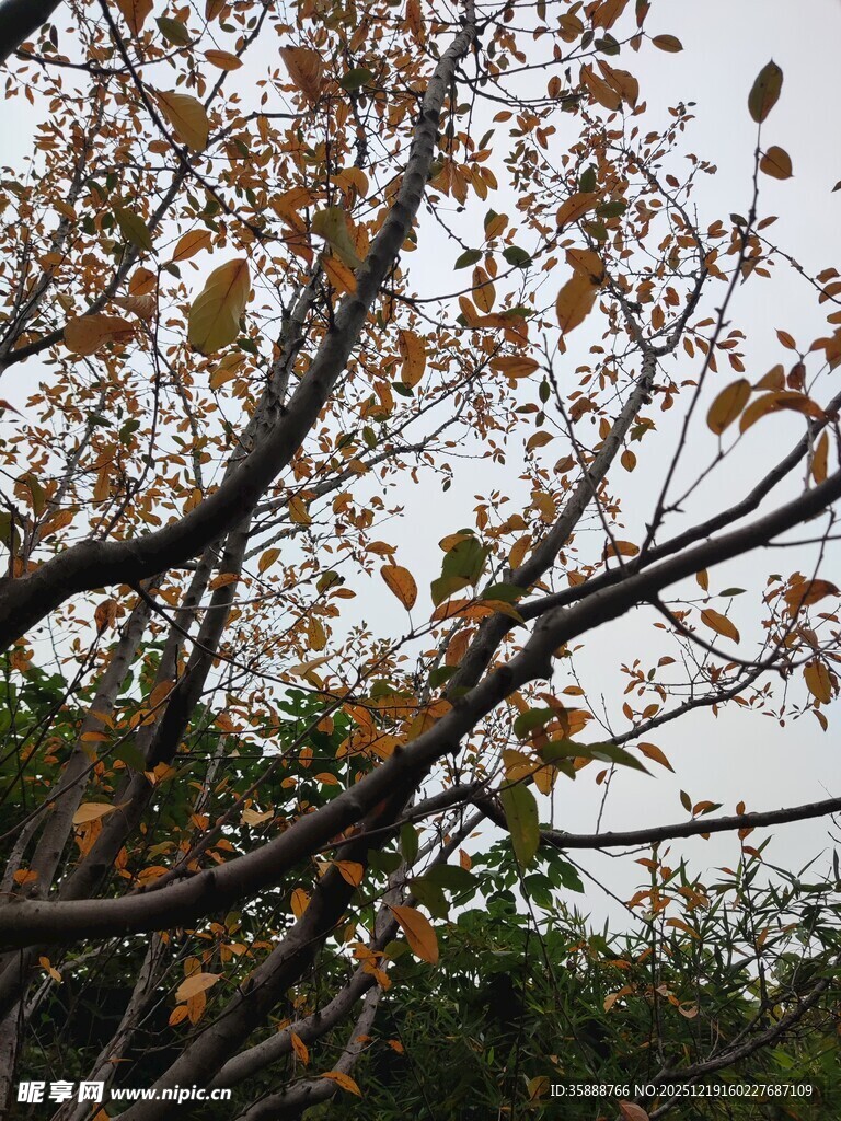 秋日树枝上的斑斓树叶