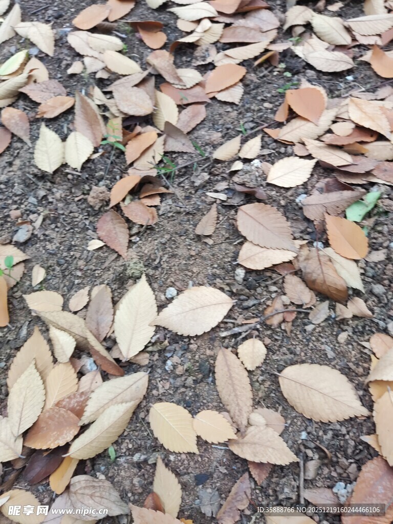 地面散落的枯黄树叶