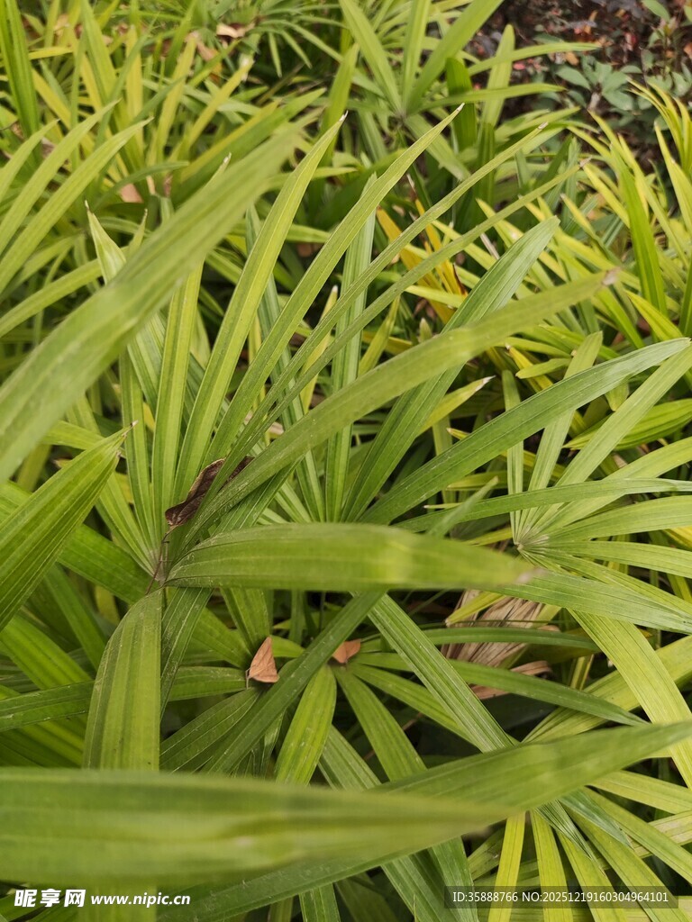 翠绿繁茂的热带植物叶片