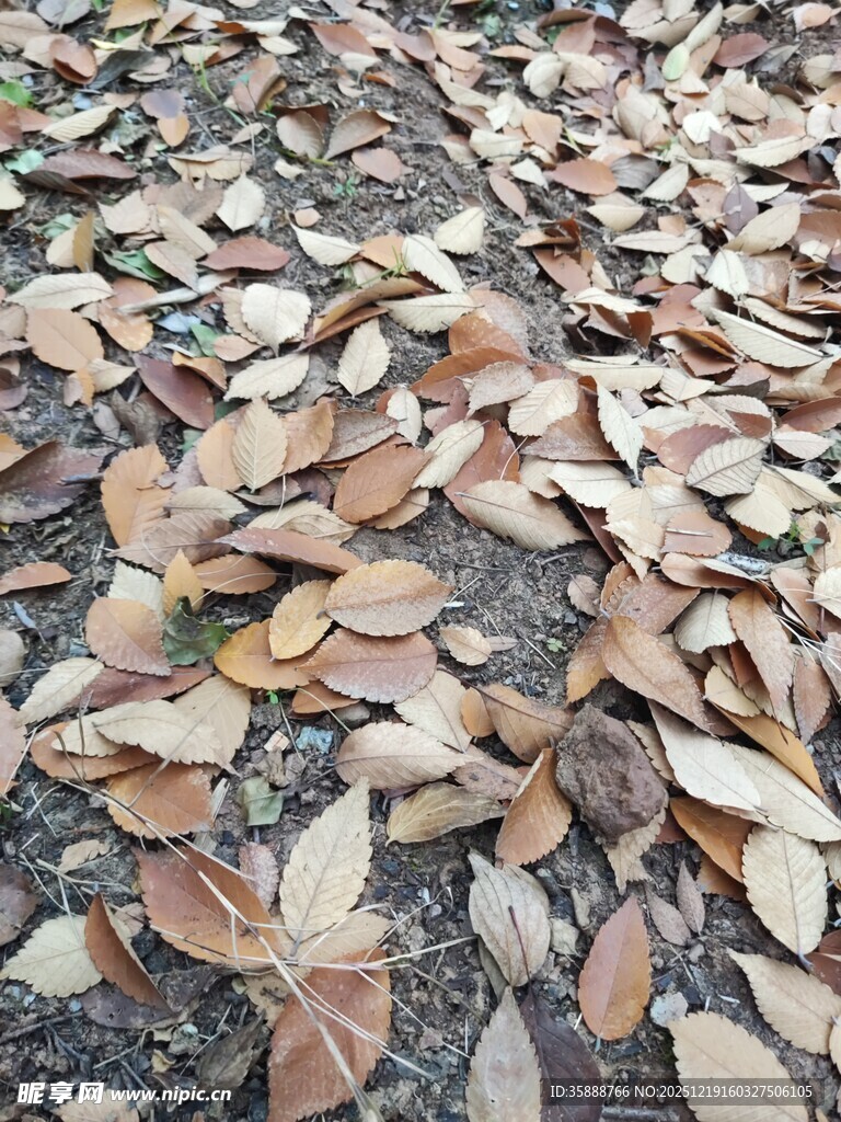 地面上的枯黄落叶