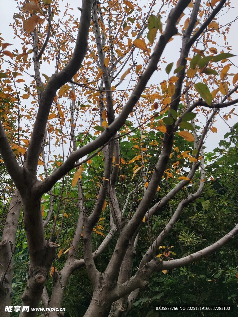 秋日树枝黄叶点缀其间