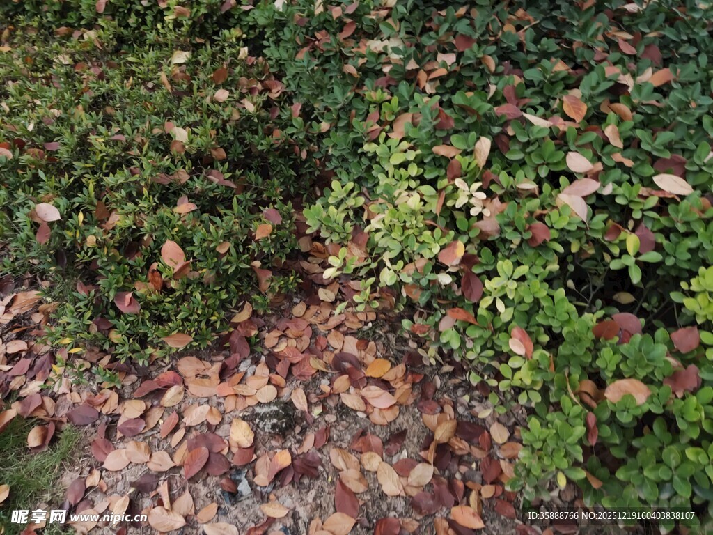 秋日绿植与落叶景观