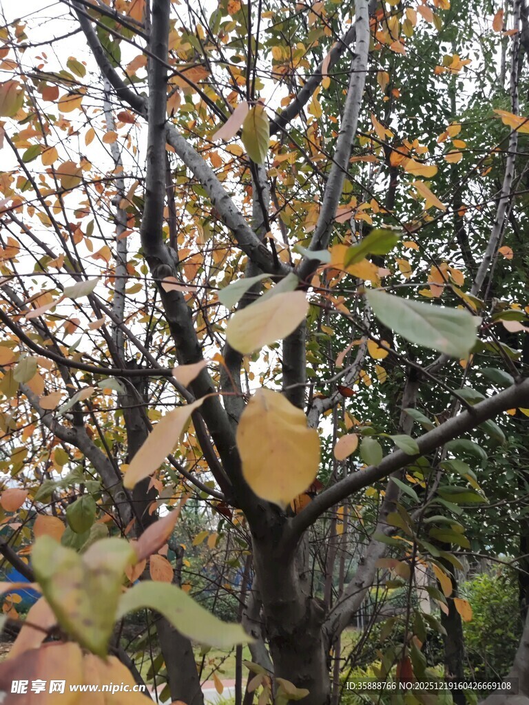 秋日枝头斑斓树叶