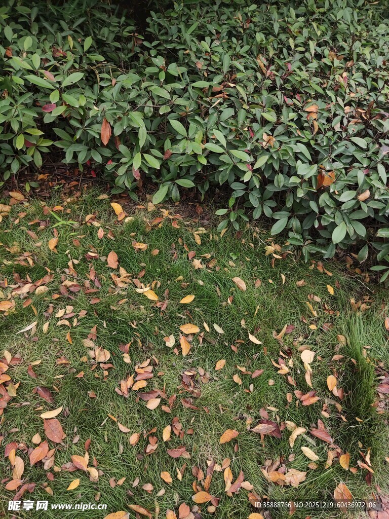 落叶铺地的绿植景观