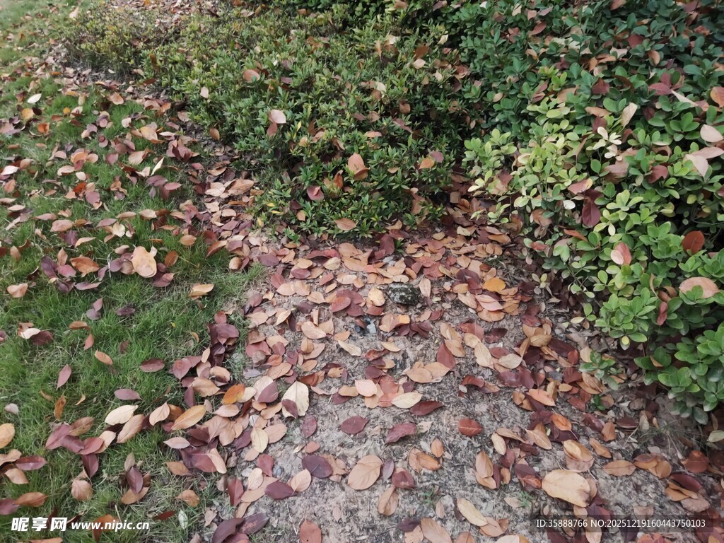 落叶铺径的绿意小径