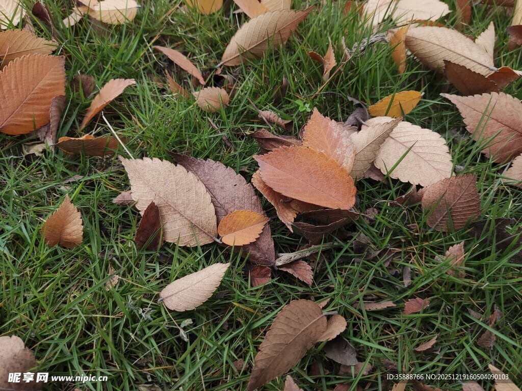 草地上的缤纷落叶