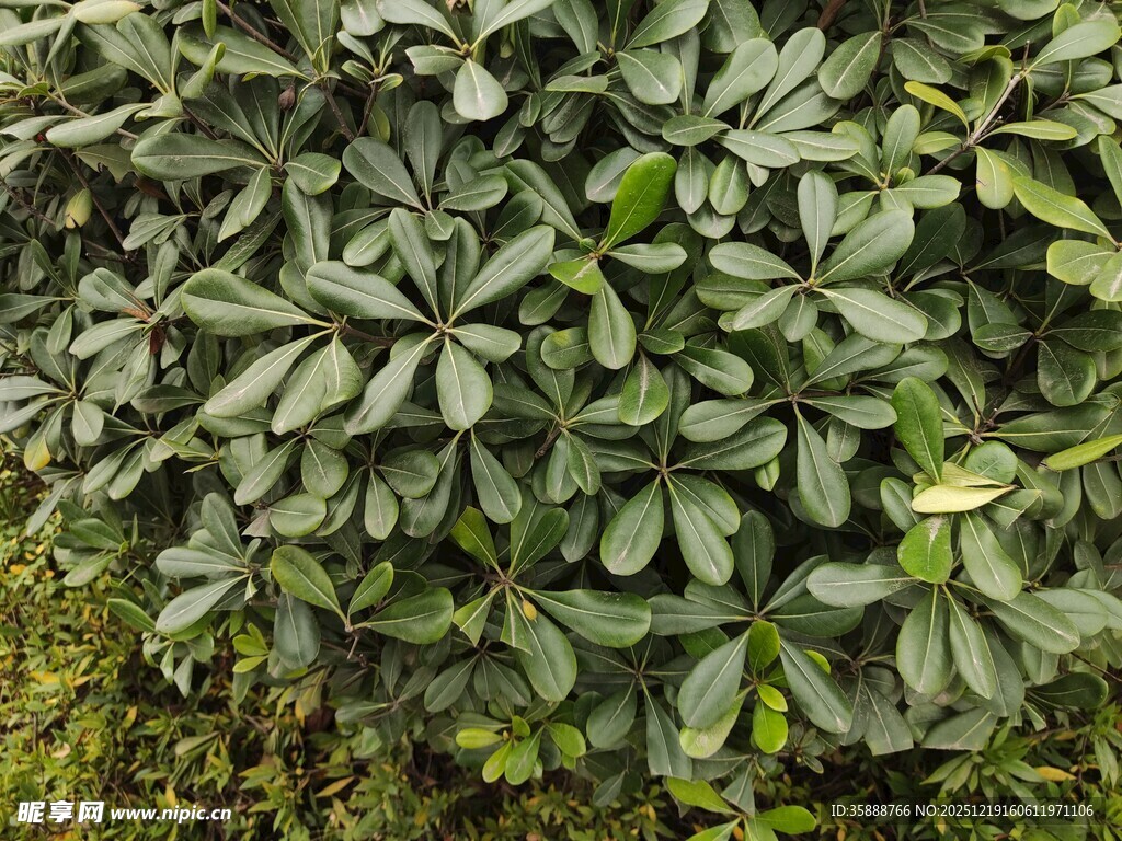 茂密绿叶植物景观