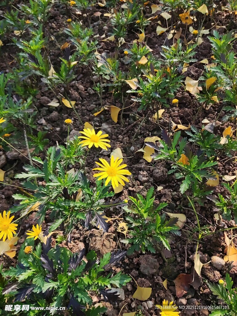 地上绽放的黄色小花